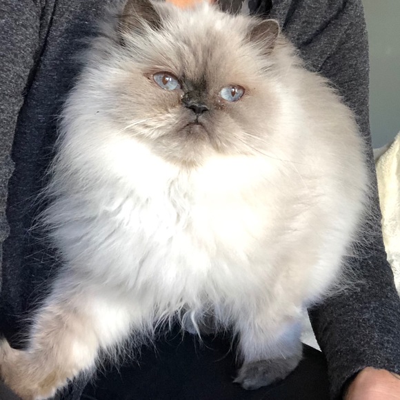 Meet your Posher, Victoria - Picture 2 of 2